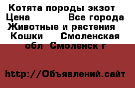 Котята породы экзот › Цена ­ 7 000 - Все города Животные и растения » Кошки   . Смоленская обл.,Смоленск г.